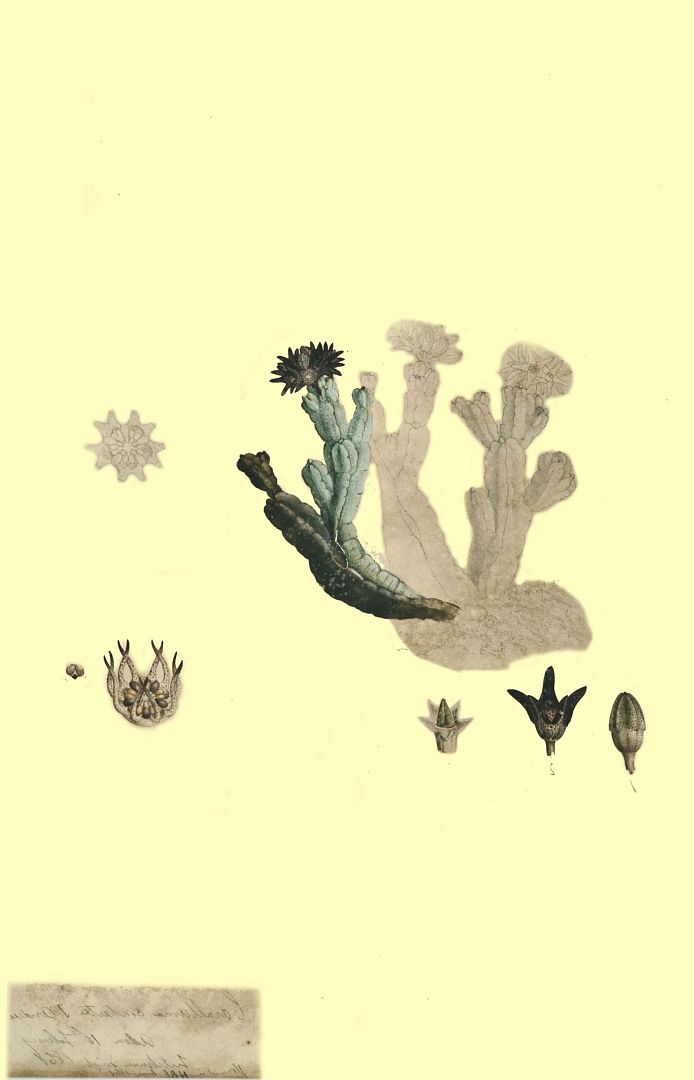 no HD illustration available (m1)