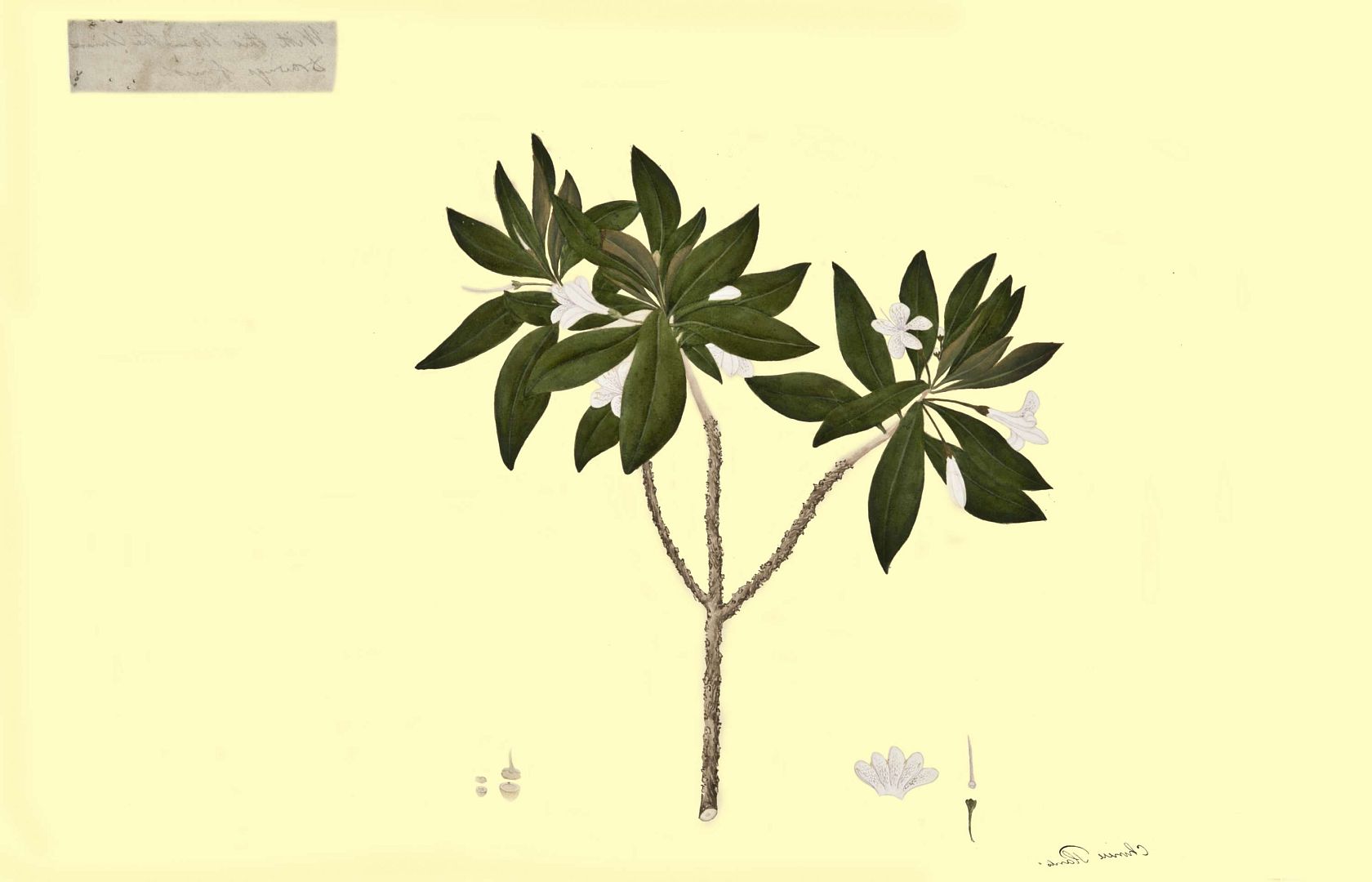 no HD illustration available (m2)