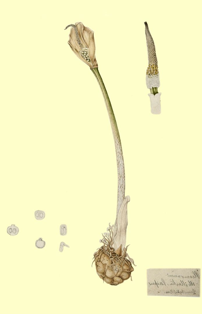 no HD illustration available (m1)