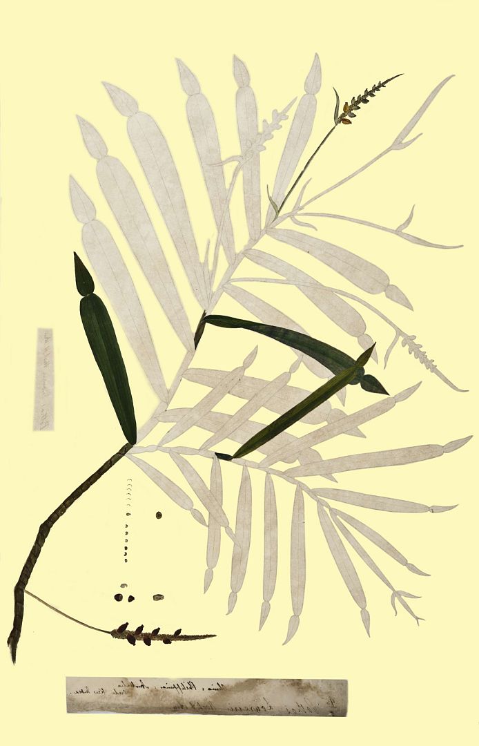 no HD illustration available (m1)