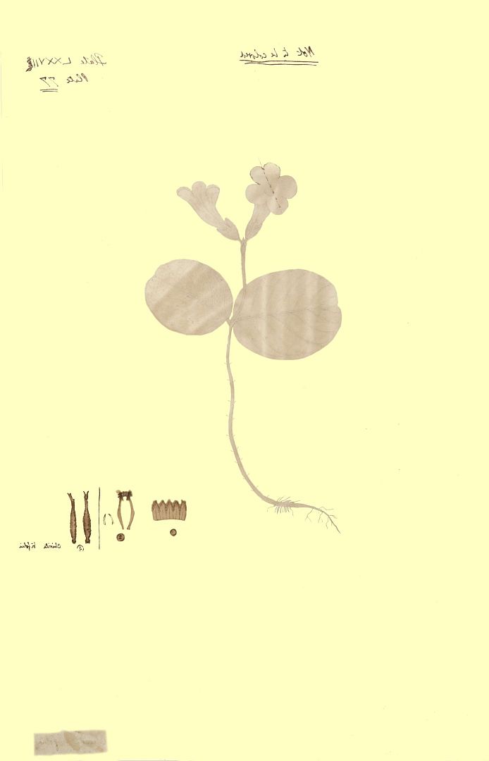 no HD illustration available (3)
