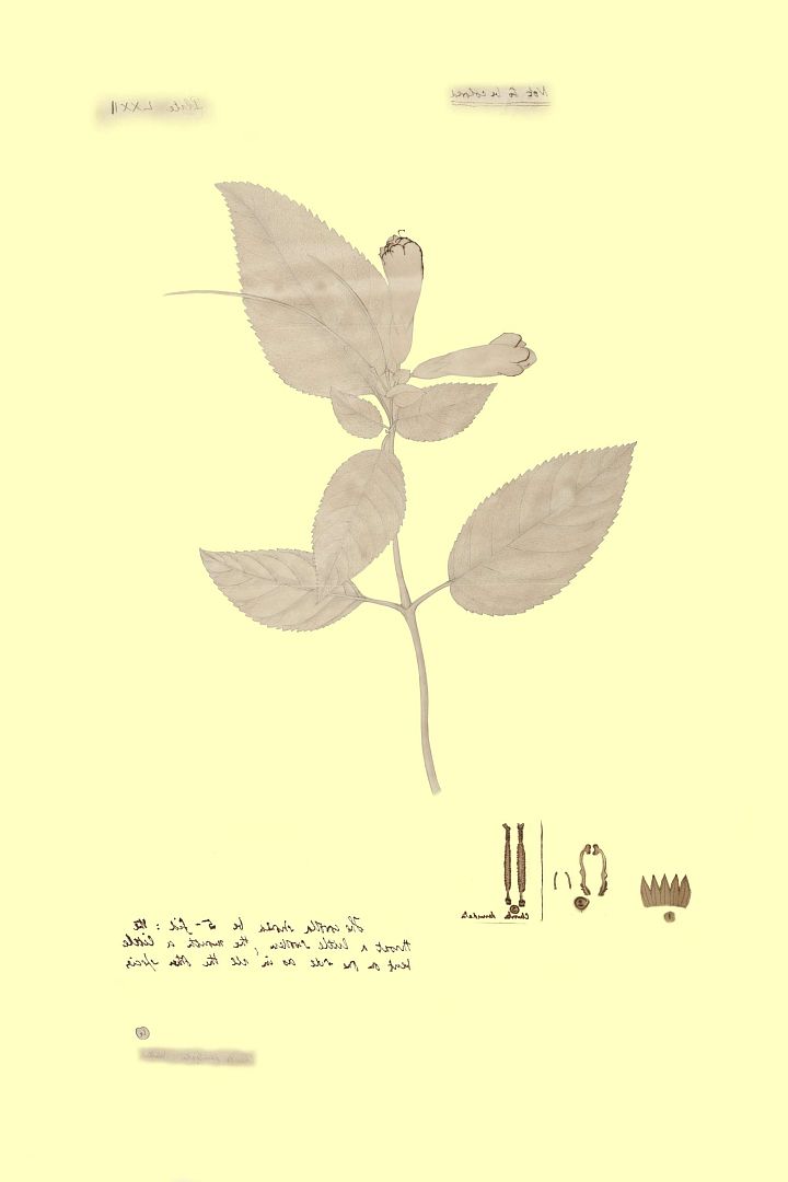no HD illustration available (3)