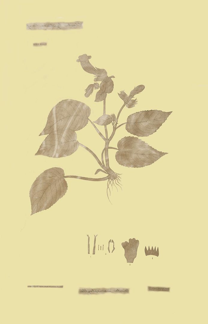 no HD illustration available (3)