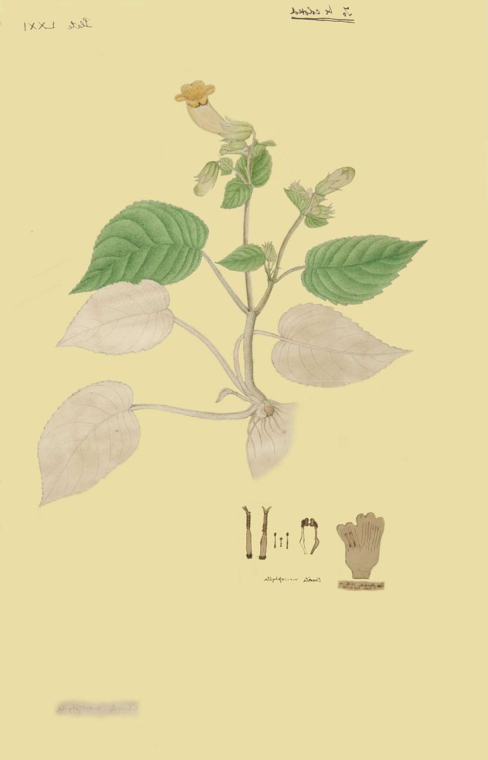 no HD illustration available (3)