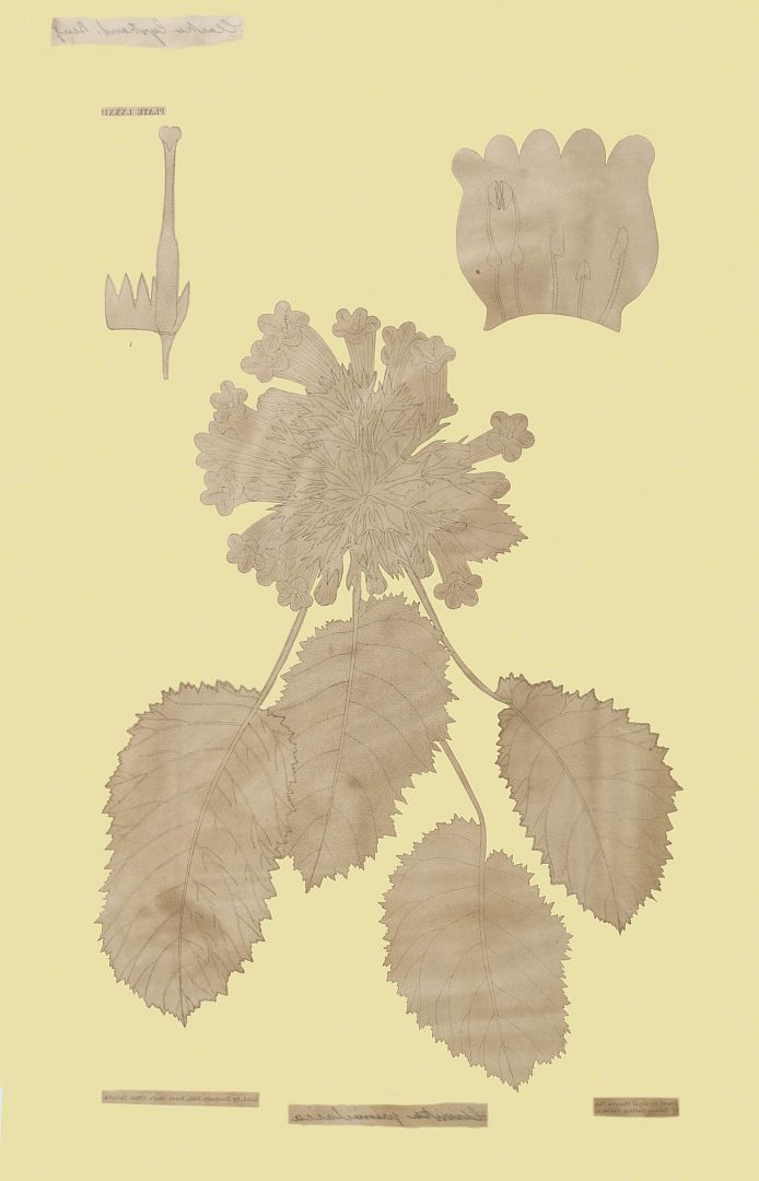 no HD illustration available (3)