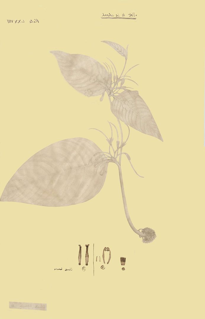 no HD illustration available (3)