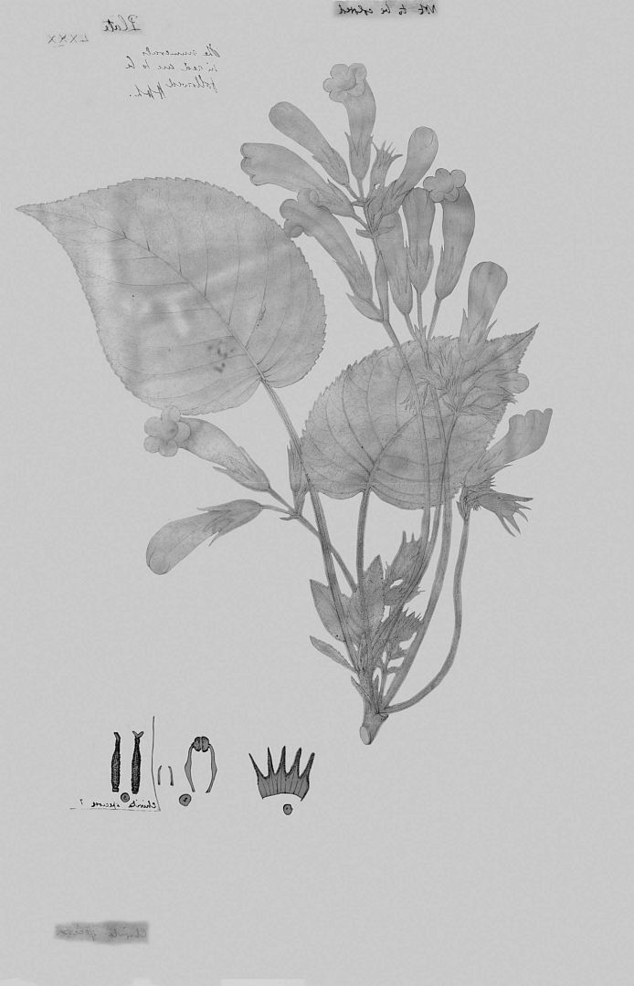 no HD illustration available (3)