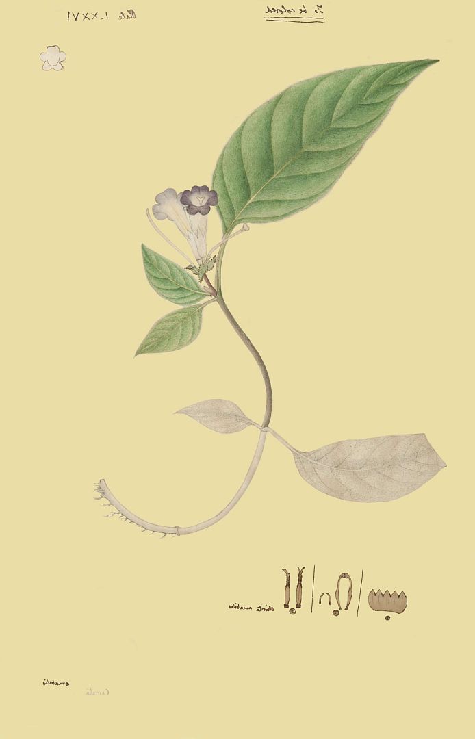 no HD illustration available (3)