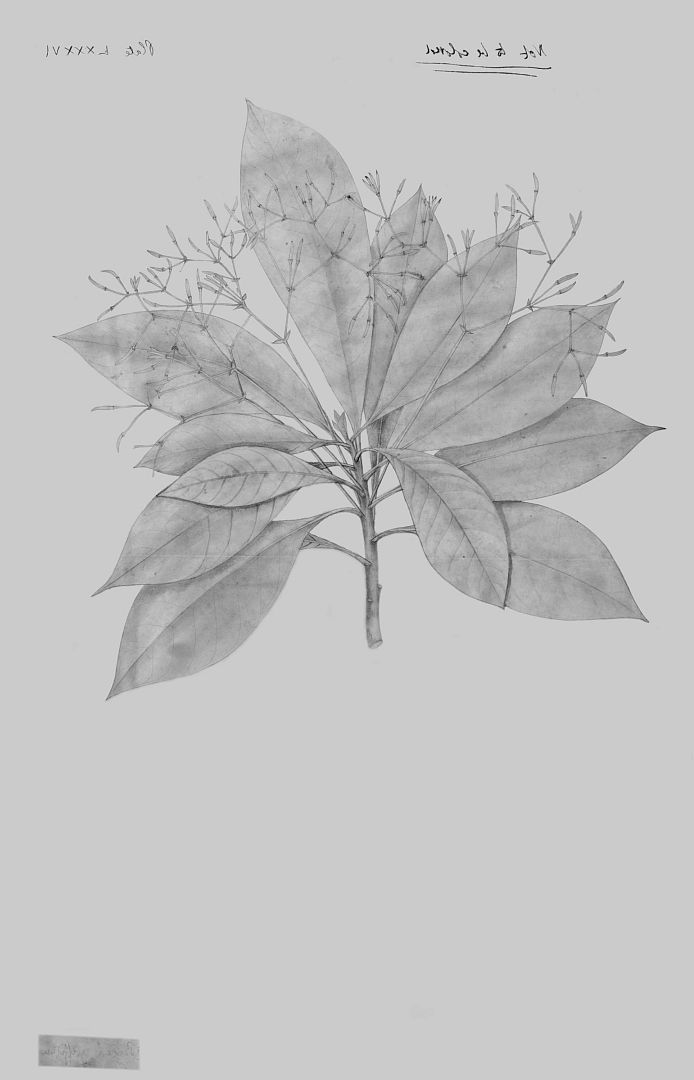 no HD illustration available (3)