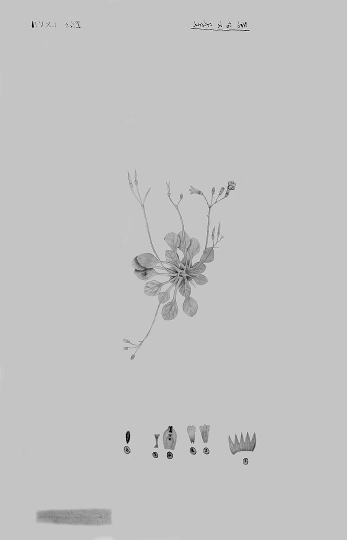 no HD illustration available (3)