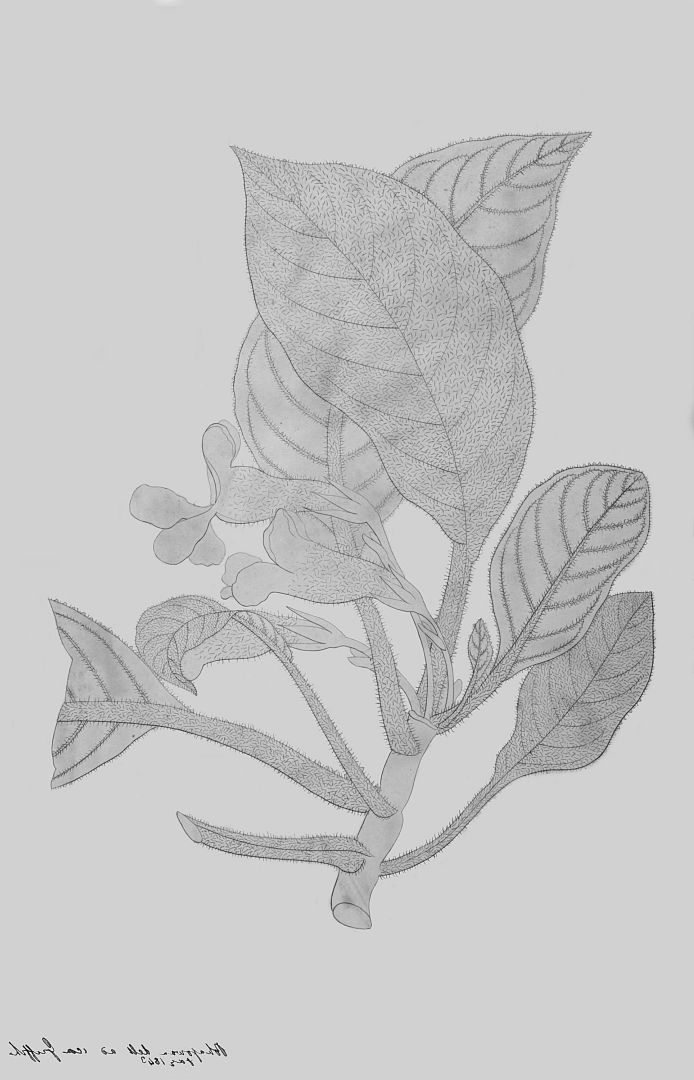 no HD illustration available (3)