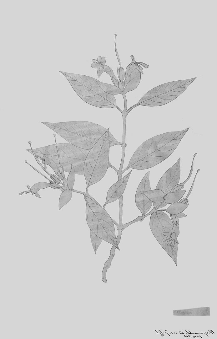 no HD illustration available (3)