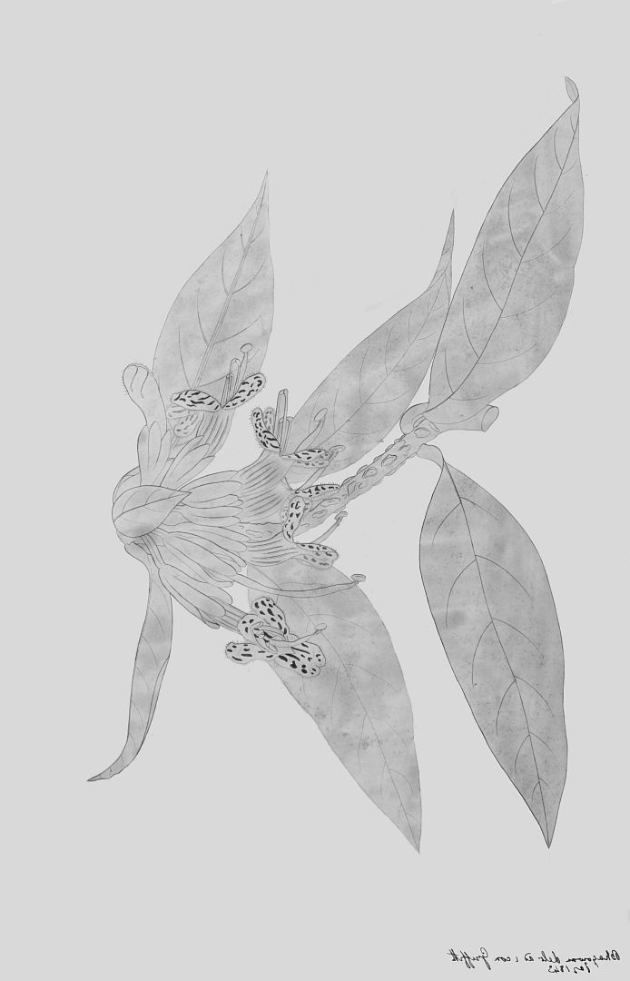 no HD illustration available (3)