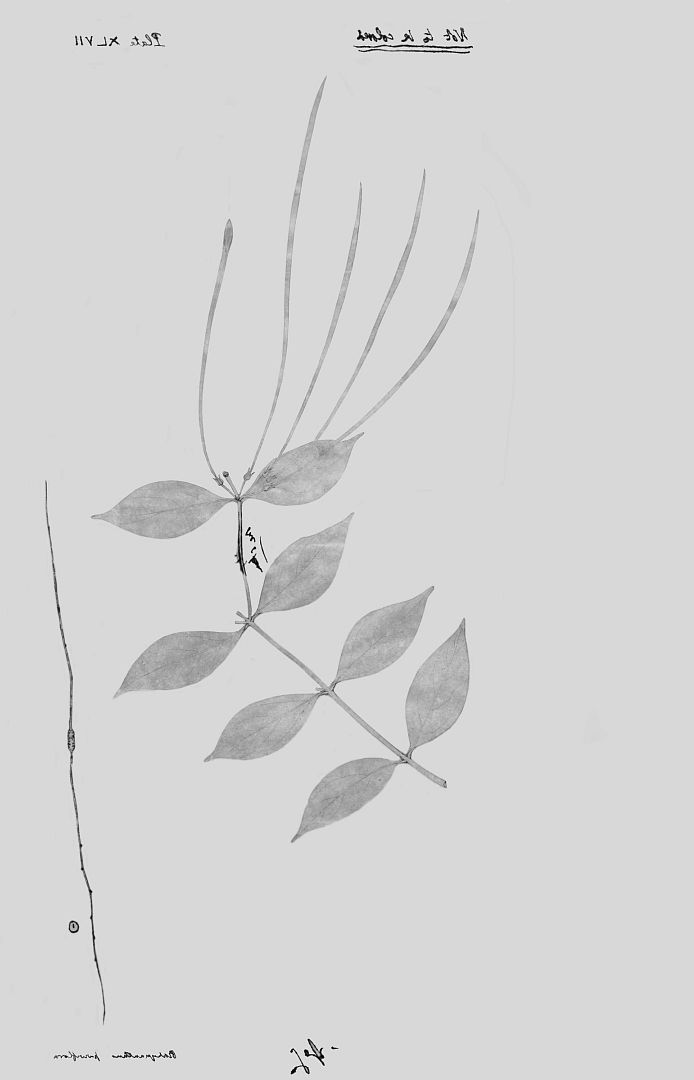 no HD illustration available (3)