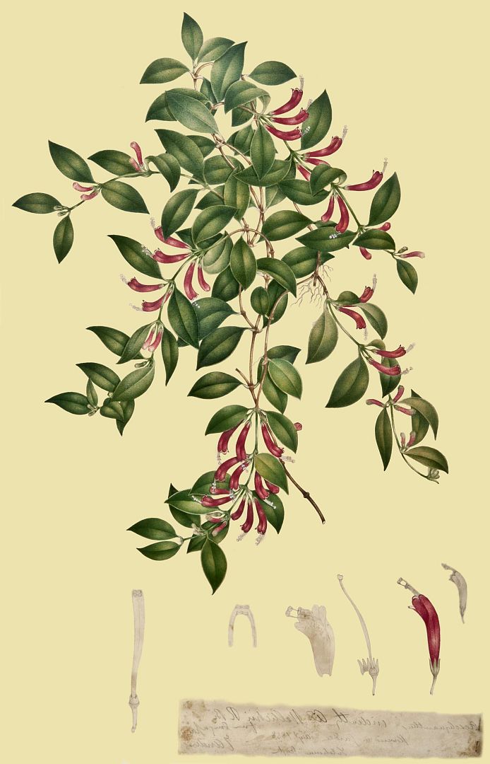 no HD illustration available (3)