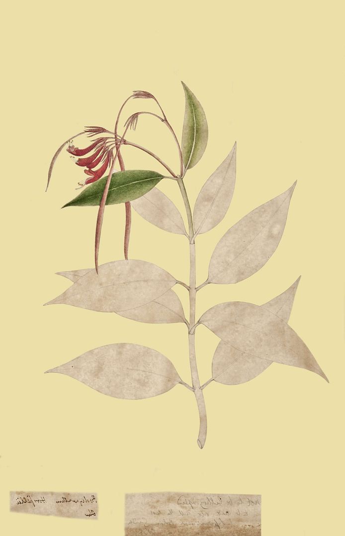 no HD illustration available (3)
