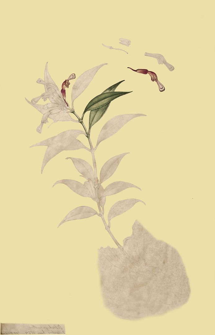no HD illustration available (3)