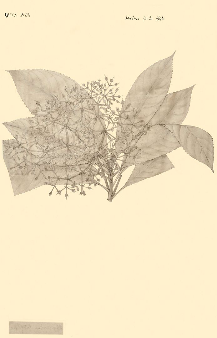 no HD illustration available (3)