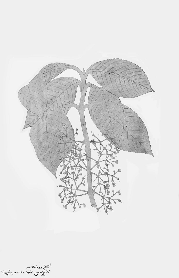 no HD illustration available (3)