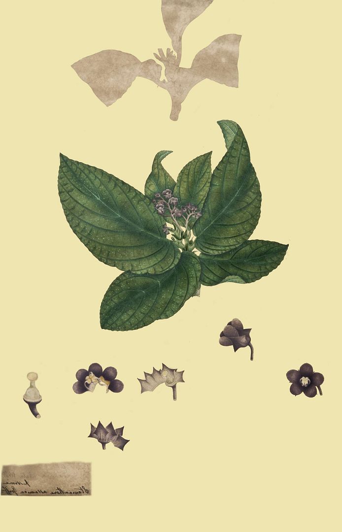 no HD illustration available (3)