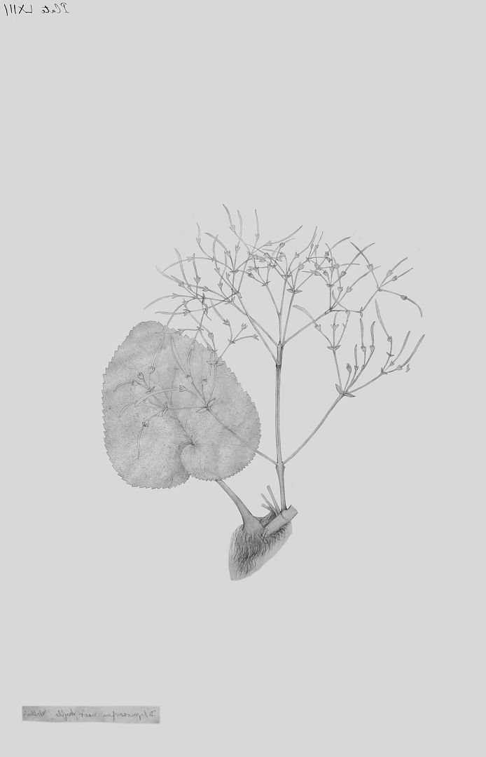 no HD illustration available (3)