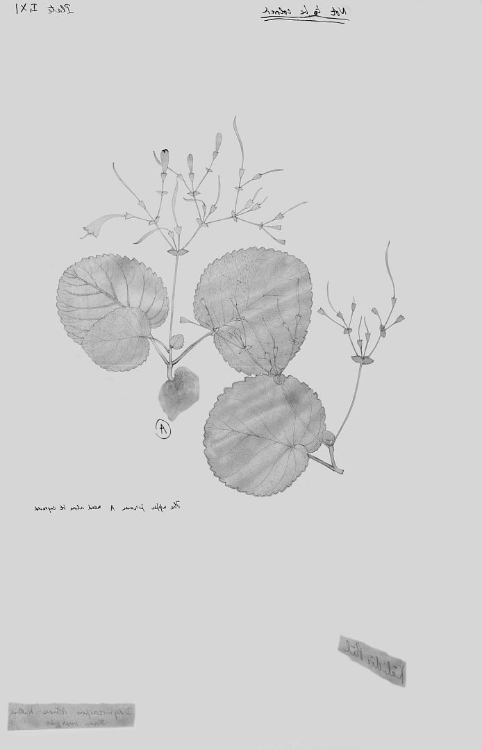 no HD illustration available (3)