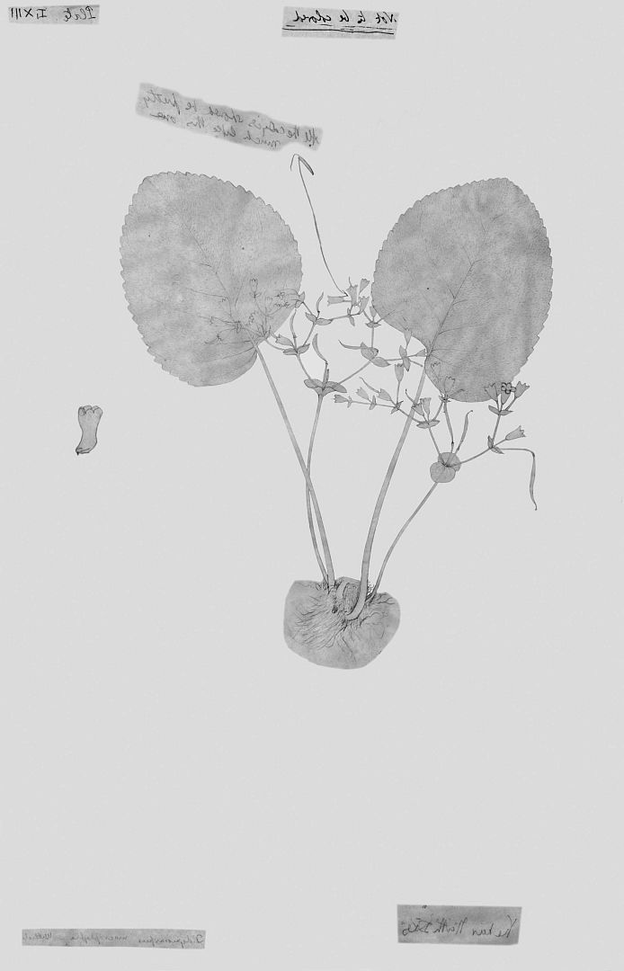 no HD illustration available (m1)