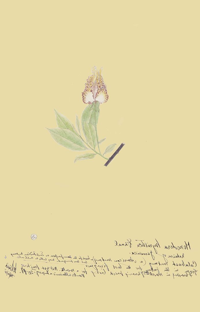 no HD illustration available (m1)