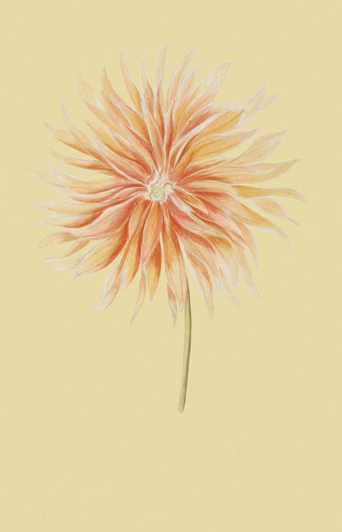 no HD illustration available (m1)