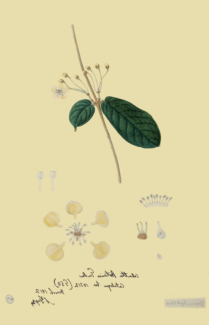 no HD illustration available (m1)