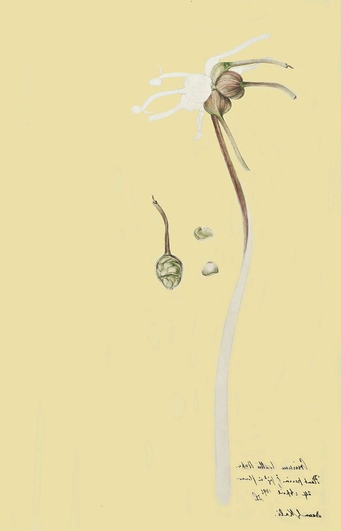 no HD illustration available (m1)