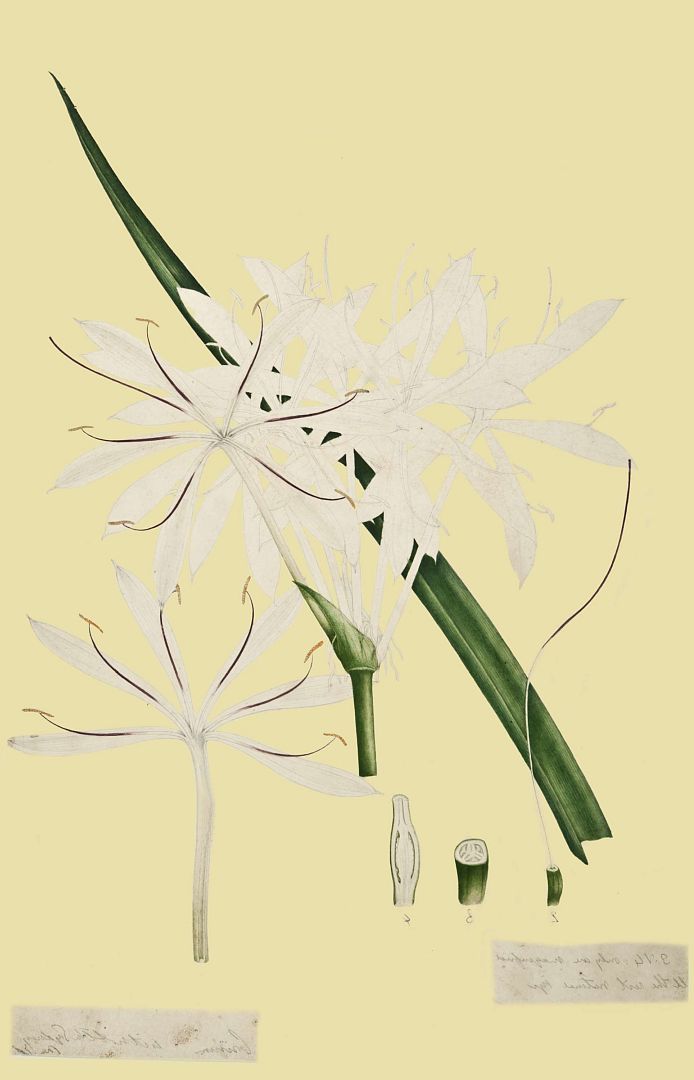 no HD illustration available (m1)