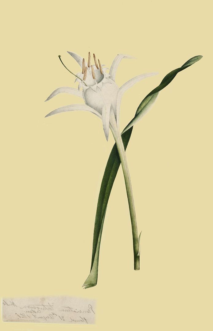 no HD illustration available (m1)