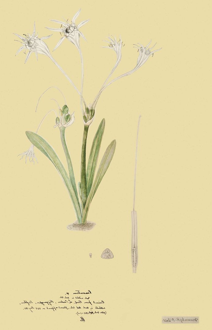 no HD illustration available (m1)