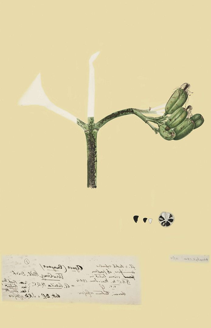 no HD illustration available (m1)