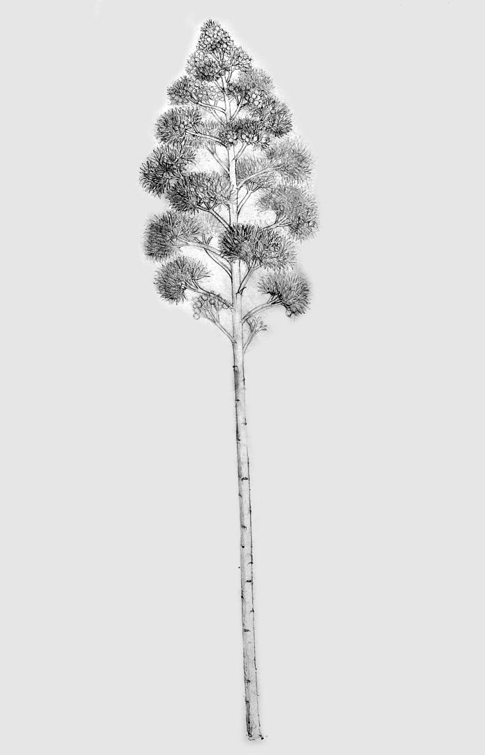 no HD illustration available (m1)