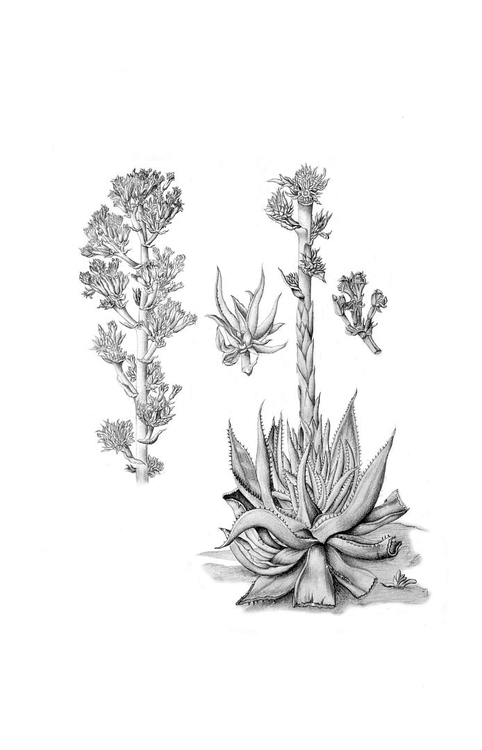 no HD illustration available (m1)