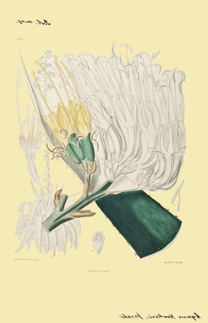 no HD illustration available (m1)