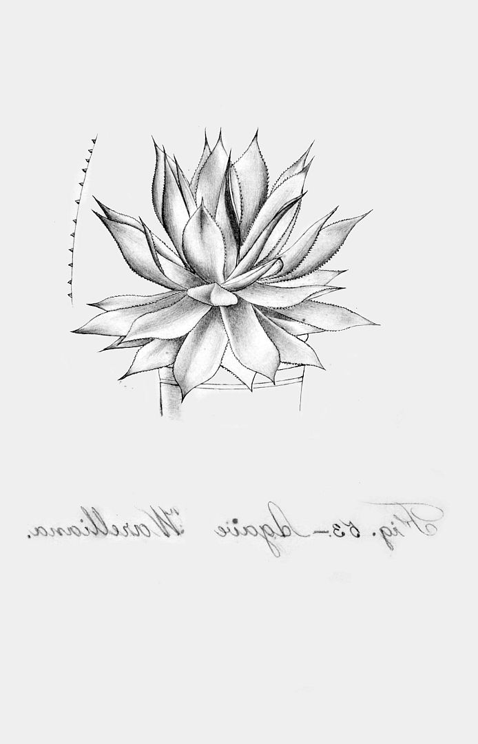 no HD illustration available (m1)