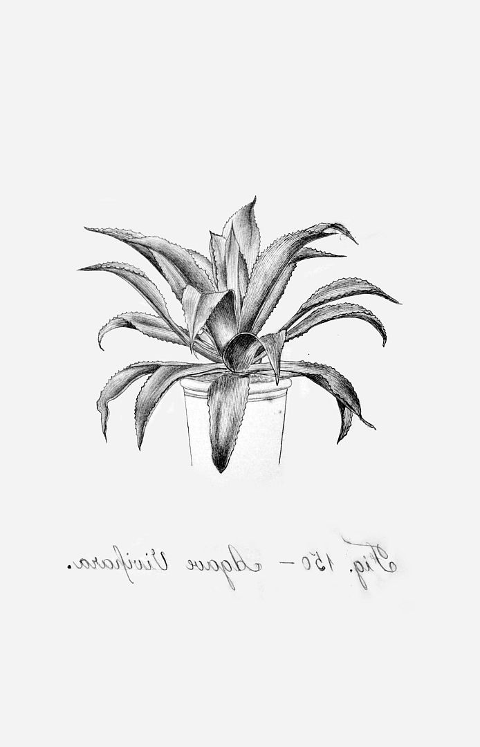 no HD illustration available (m1)