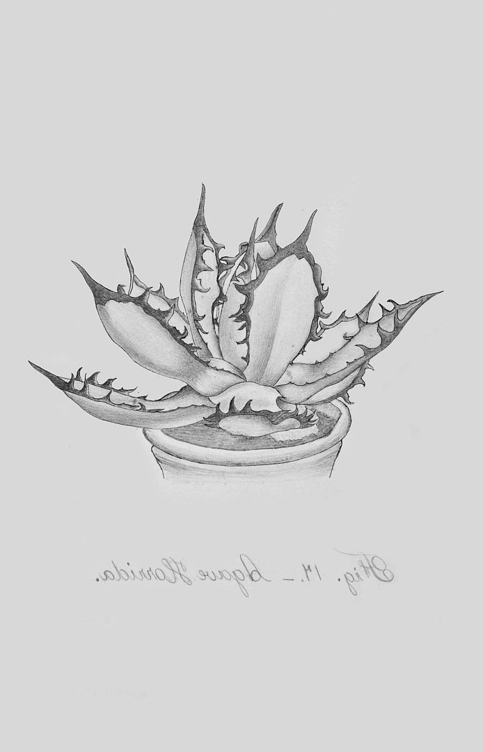 no HD illustration available (m1)