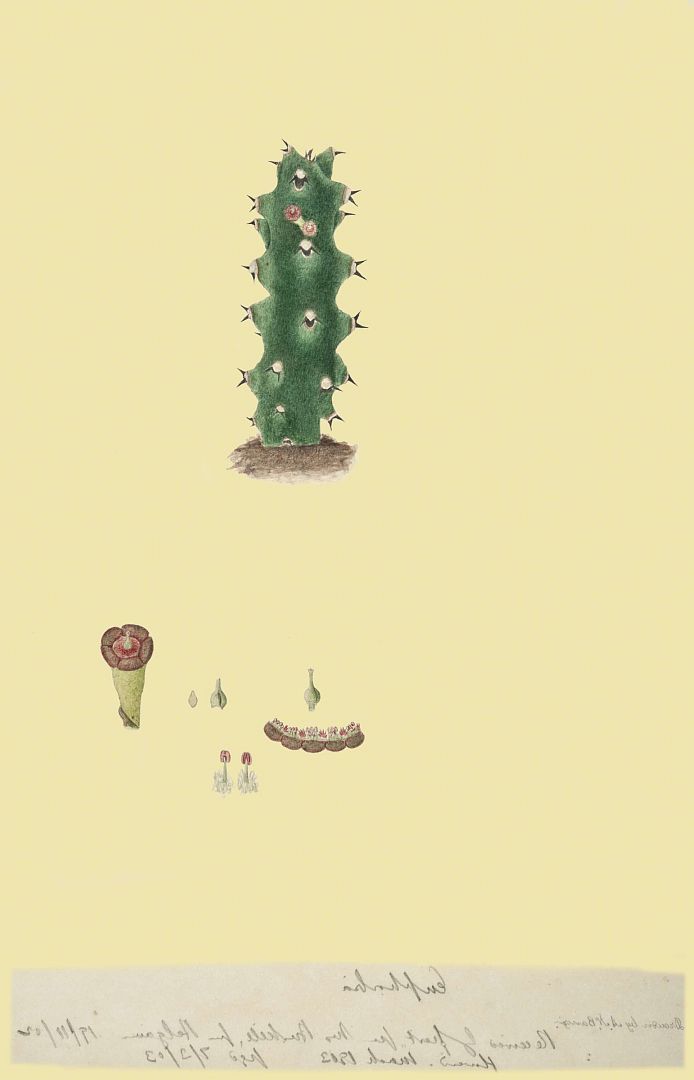 no HD illustration available (m1)