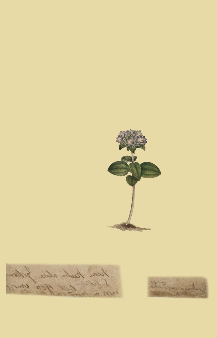 no HD illustration available (m1)