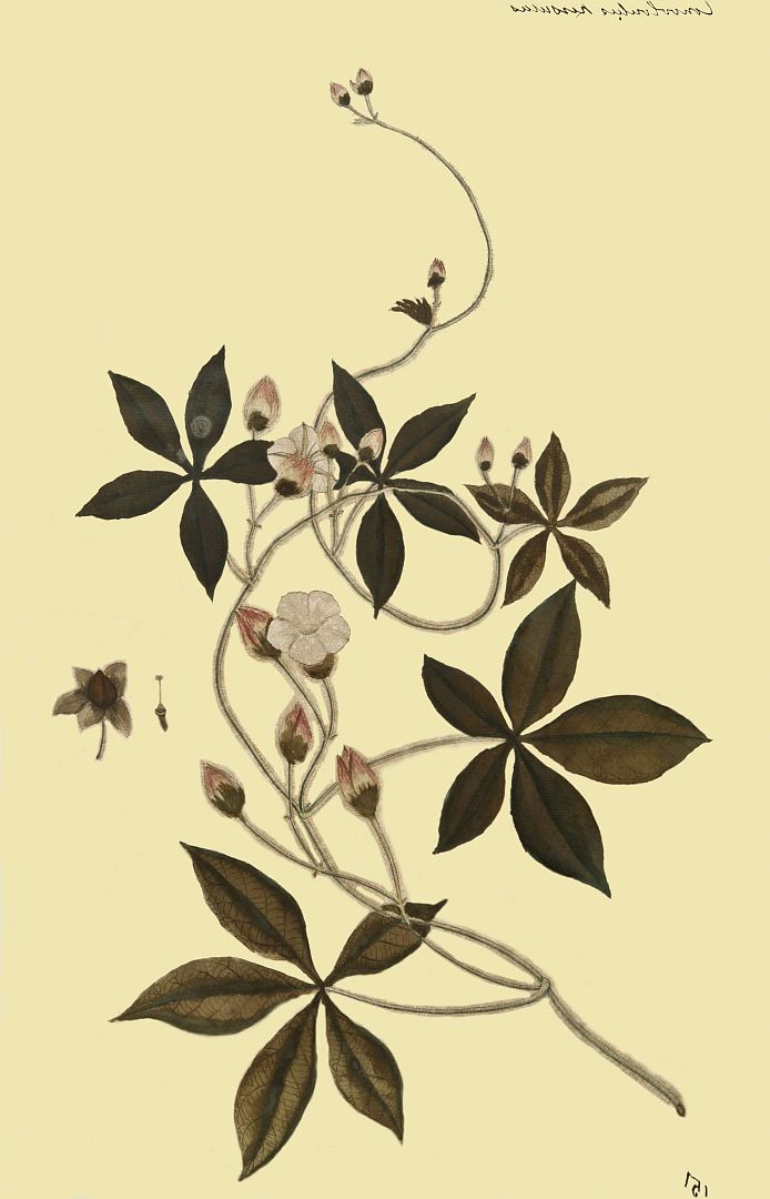 no HD illustration available (m1)