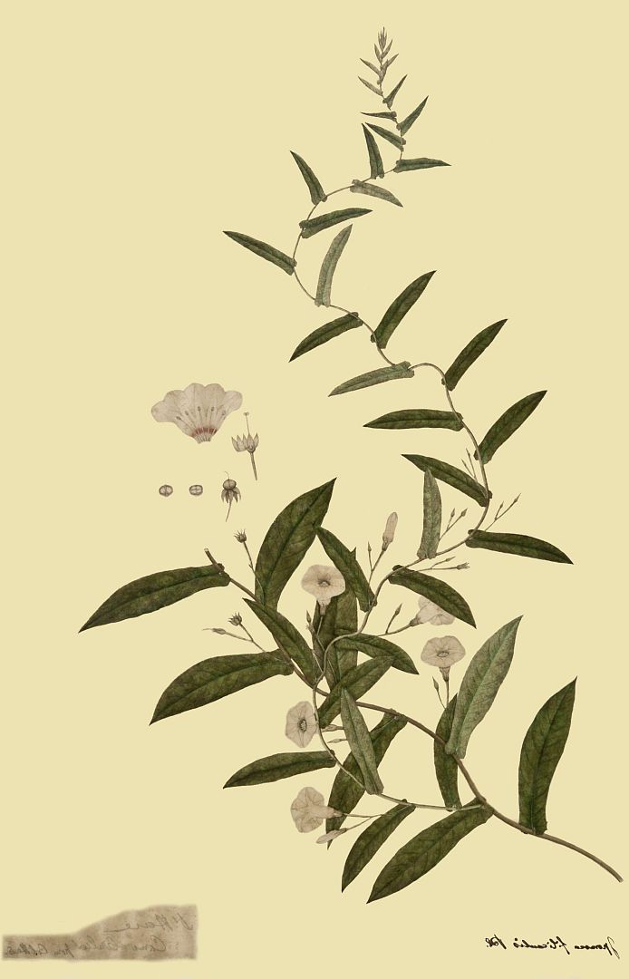 no HD illustration available (m1)