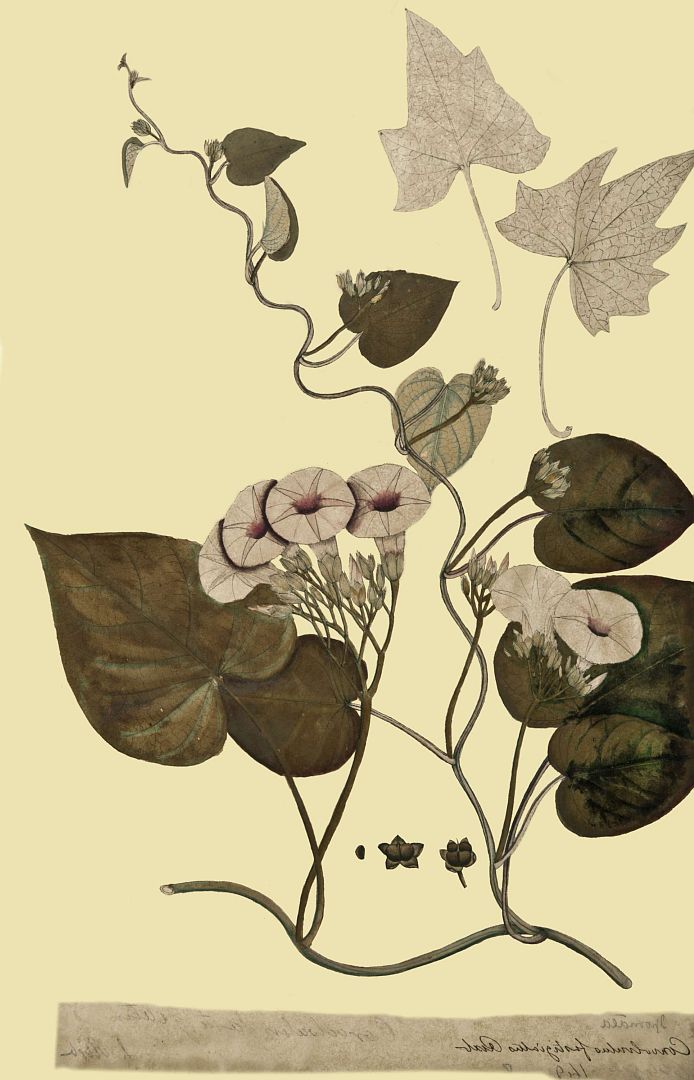 no HD illustration available (m1)