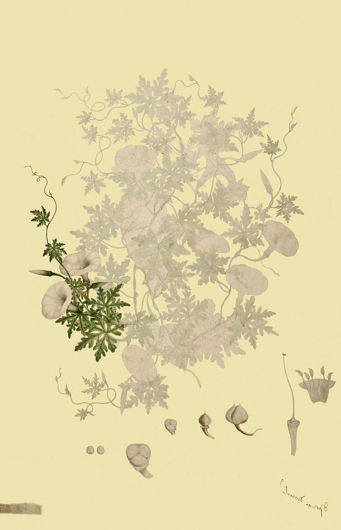 no HD illustration available (m1)