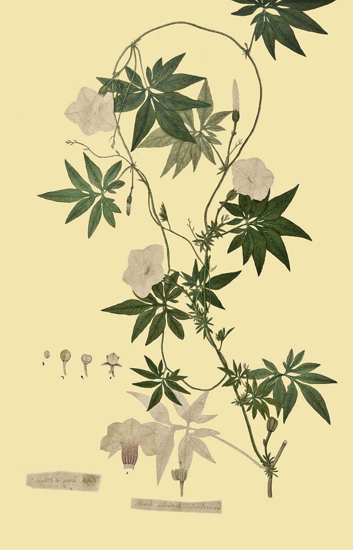 no HD illustration available (m1)