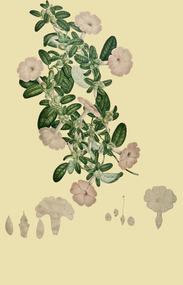 no HD illustration available (m1)
