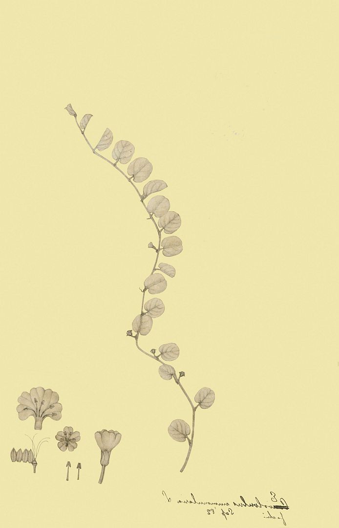 no HD illustration available (m1)